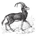 Antelope, vintage engraving