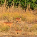 Antelope walking through the bushes in morning light