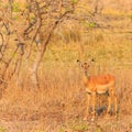 Antelope walking through the bushes in morning light