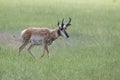Antelope walking in a field