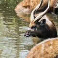 Antelope in water Royalty Free Stock Photo