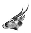 Antelope or Waterbuck Kobus ellipsiprymnus / Antique engraved illustration from Brockhaus Konversations-Lexikon 1908 Royalty Free Stock Photo