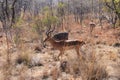 Antelope in Welgevonden Game Reserve in South Africa