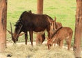 Antelope with whelps Royalty Free Stock Photo