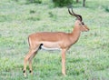 Antelope walking into nature