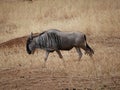 Antelope wildebees on safari in Tarangiri-Ngorongoro Royalty Free Stock Photo