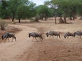 Antelope wildebees on safari in Tarangiri-Ngorongoro Royalty Free Stock Photo