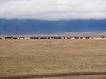 Antelope wildebees on safari in Tarangiri-Ngorongoro Royalty Free Stock Photo