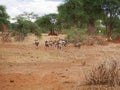 Antelope wildebeest close-u on Tarangiri safari - Ngorongoro Royalty Free Stock Photo