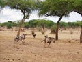 Antelope wildebeest close-u on Tarangiri safari - Ngorongoro Royalty Free Stock Photo