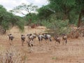 Antelope wildebeest close-u on Tarangiri safari - Ngorongoro Royalty Free Stock Photo