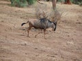 Antelope wildebees on safari in Tarangiri-Ngorongoro Royalty Free Stock Photo