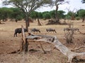 Antelope wildebees on safari in Tarangiri-Ngorongoro Royalty Free Stock Photo