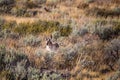 Antelope in Wildlife Royalty Free Stock Photo