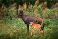 Antelope with young cub. Sassaby, in green vegetation, Okavango delta, Botswana. Widlife scene from nature. Common tsessebe,