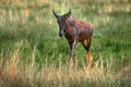 Antelope with young cub. Sassaby, in green vegetation, Okavango delta, Botswana. Widlife scene from nature. Common tsessebe,