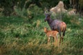 Antelope with young cub. Sassaby, in green vegetation, Okavango delta, Botswana. Widlife scene from nature. Common tsessebe, Royalty Free Stock Photo