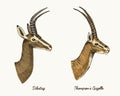Antelopes dibatag and thompsons gazelle vector hand drawn illustration, engraved wild animals with antlers or horns Royalty Free Stock Photo