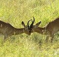 Antelopes fight one against the other