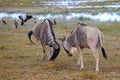Antelopes are fighting, Gnu, on safari in Kenya Royalty Free Stock Photo