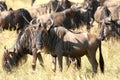 Antelopes Gnu