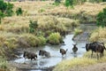 Antelopes gnu (wildebeest), Kenya