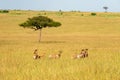 Antelopes graze in the tall dry grass in African savannah in Kenya. Royalty Free Stock Photo