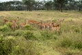 Antelopes grazing on the plain of Lake Nakuru National Park Royalty Free Stock Photo