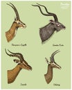 Antelopes greater kudu, gazelle thompsons, dibatag and impala vector hand drawn illustration, engraved wild animals with Royalty Free Stock Photo