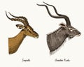 Antelopes impala and greater kudu vector hand drawn illustration, engraved wild animals with antlers or horns vintage