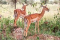 Antelopes impalas