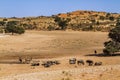 Antelopes in Kgalagadi transfrontier park, South Africa Royalty Free Stock Photo