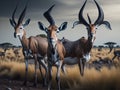 Antelopes looking for water in the African savannah