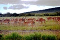 Antelopes in Maasaimara Kenya