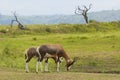 Antelopes, Safari park in South Africa Royalty Free Stock Photo
