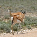 Antelopes springbok, Etosha, Namibia