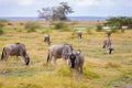 Antelopes standing in the grassland, Kenya, gnu Royalty Free Stock Photo