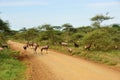 Antelopes Topi in Serengeti, Tanzania Royalty Free Stock Photo
