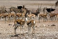 Antelopes at a waterhole