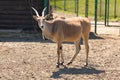 Antelopes in the zoo Royalty Free Stock Photo