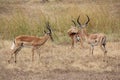 Animals at ruaha national park Royalty Free Stock Photo