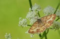 Antenna on a brown moth