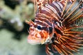 Antenna fire fish (Pterois antennata) Royalty Free Stock Photo