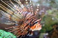 Antenna fire fish (Pterois antennata) Royalty Free Stock Photo