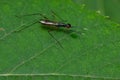 Antenna-foot Stilt-legged Fly - Rainieria antennaepes Royalty Free Stock Photo