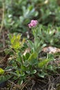 Antennaria dioica (Mountain Everlasting) with some blossoms