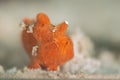 Antennarius pictus, orange frogfish in Pulau Weh Royalty Free Stock Photo