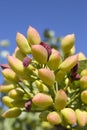 Antep pistachio on tree branch, Gaziantep, Turkey Royalty Free Stock Photo