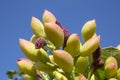 Antep pistachio on tree branch, Gaziantep