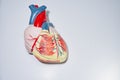 Anterior face of the human heart with coronary arteries Royalty Free Stock Photo